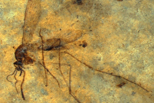 A fossil mosquito preserved in pale stone, photographed under a microscope. Its wings, legs and proboscis are still distinct against the rock.